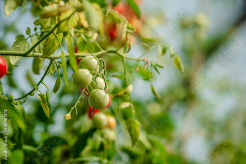 Tomato branches in the garden. Mature red and unripe green tomatoes grow in the garden. The concept of harvesting.