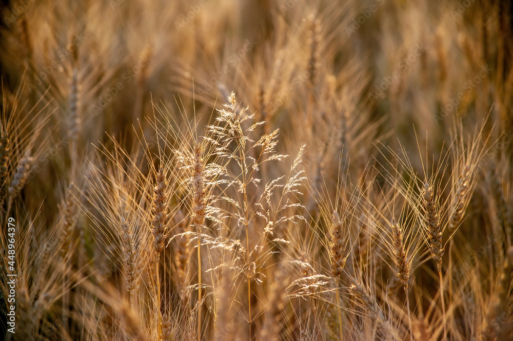 wheat field in summer on a clear evening wheat field in summer on a clear evening