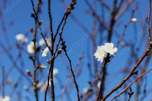 Blur of Pink blossom sukura flowers on a spring day in Japan., Beautiful flowering Japanese cherry - Sakura. photo