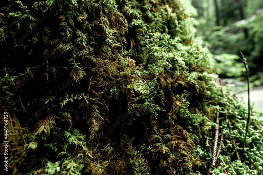 Obraz premium Carpathian forest