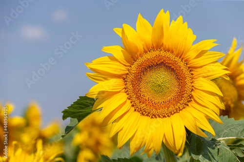 One perfect sunflower in the field  closeup. Copy space on the left side. Summer time. 