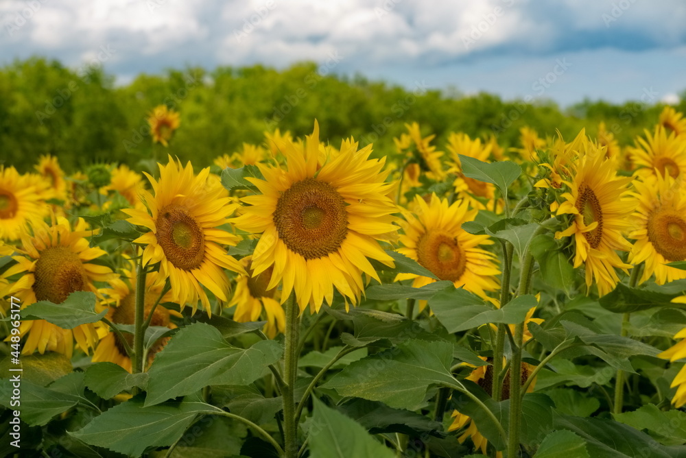 beautiful and bright sunflowers on the field beautiful and bright sunflowers on the field