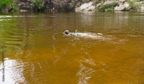 The dog swims across the river