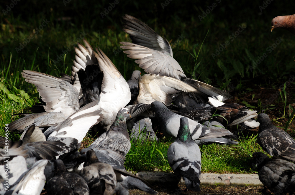 Obraz premium Many pigeons are fighting for food and bread in nature. Dove head in flight. Feeding hungry birds. Photography, concept.