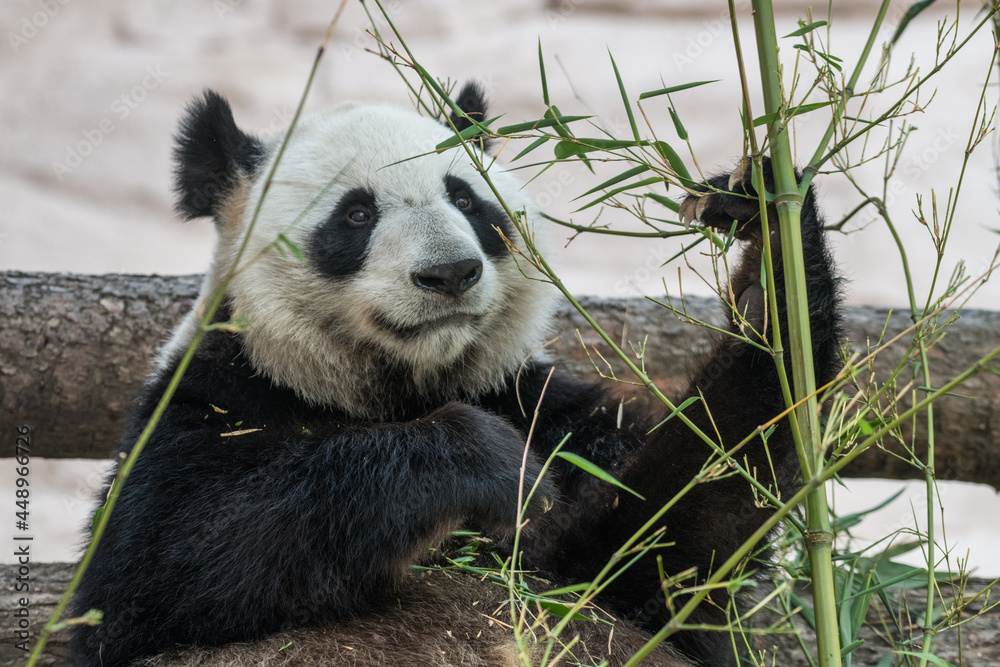 Obraz premium giant panda eating bamboo