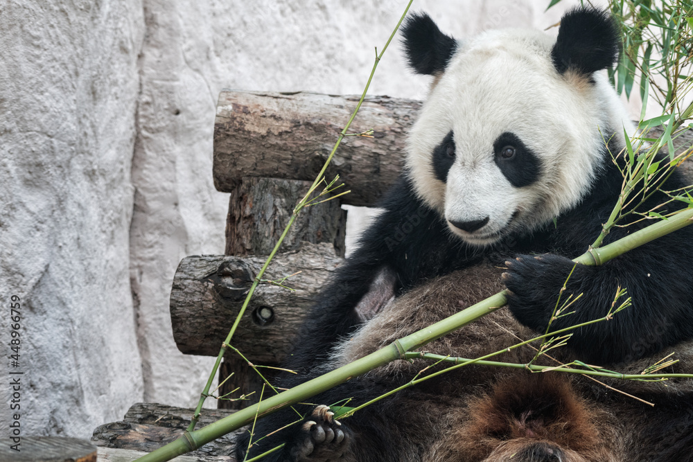 Obraz premium giant panda eating bamboo