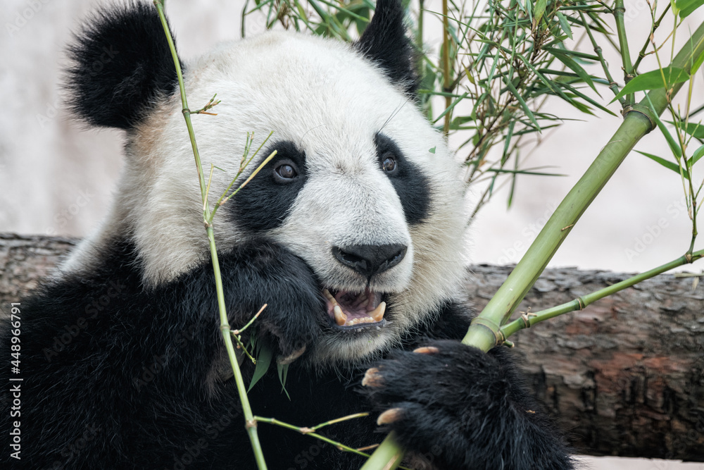 giant panda eating bamboo giant panda eating bamboo