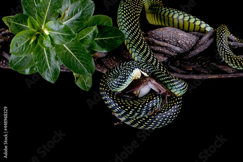 Flying snake coiled around a dead frog, Indonesia photo