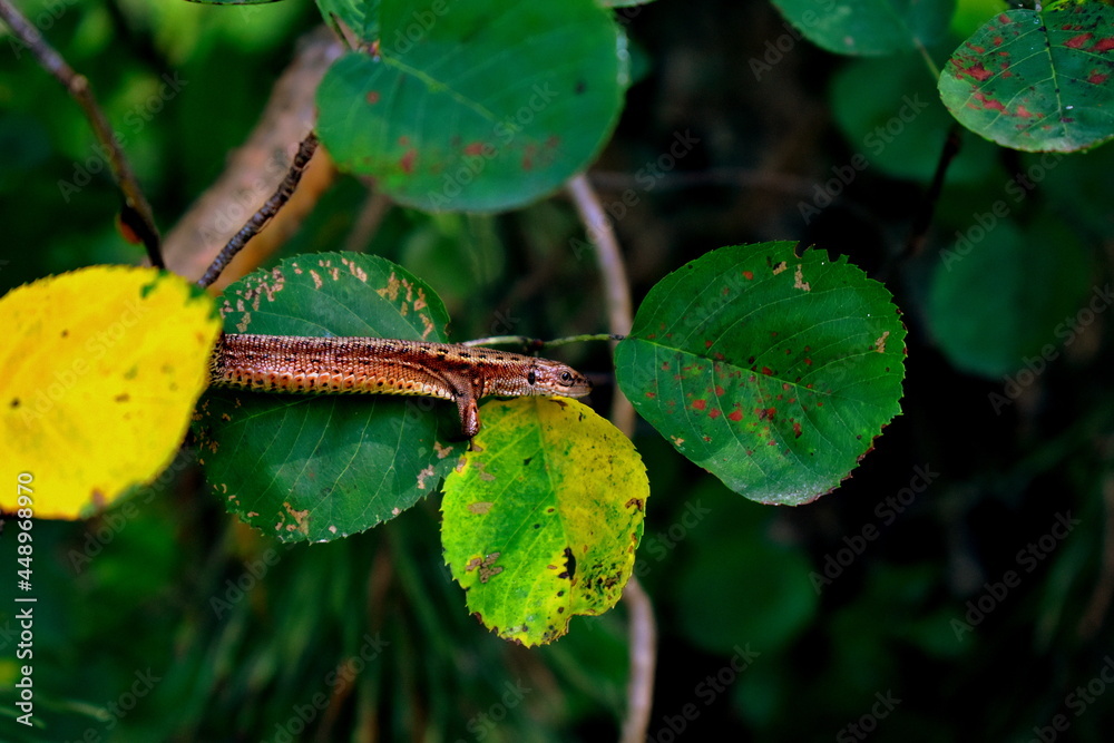 lizard on a branch in the forest