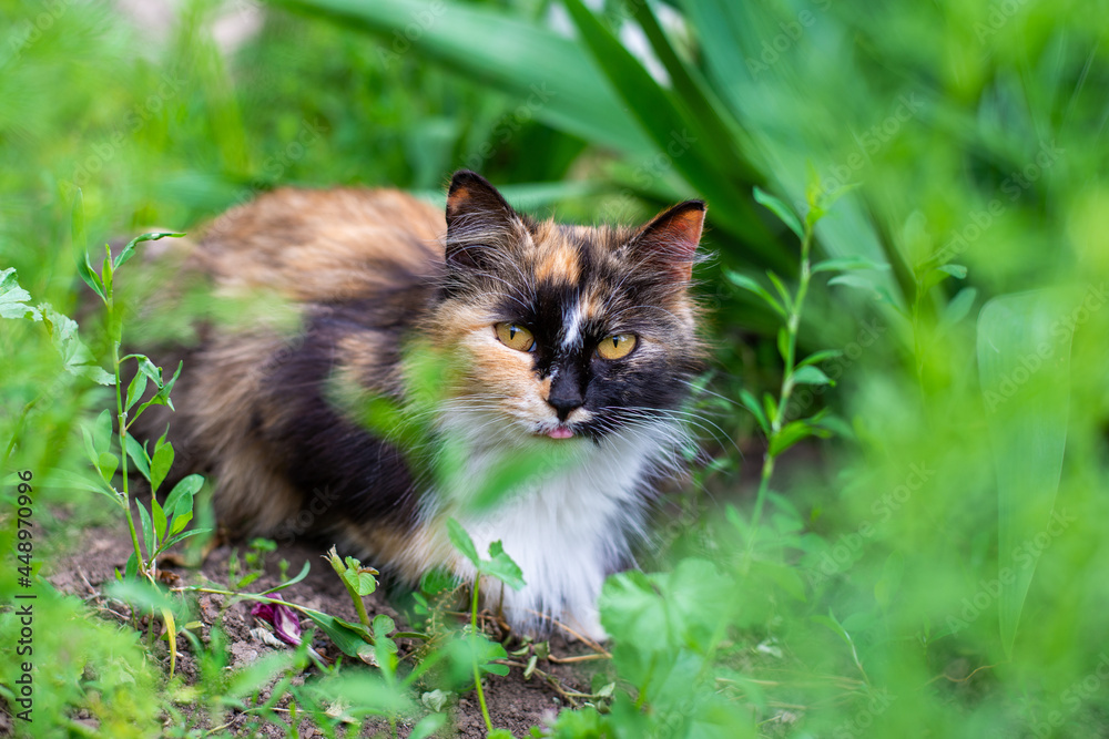 Tricolor cat in the middle of a summer garden.
