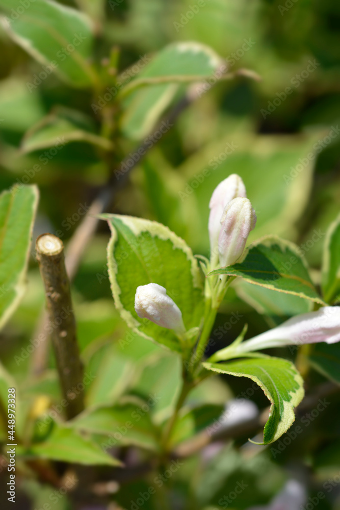 Variegated Weigela Variegated Weigela