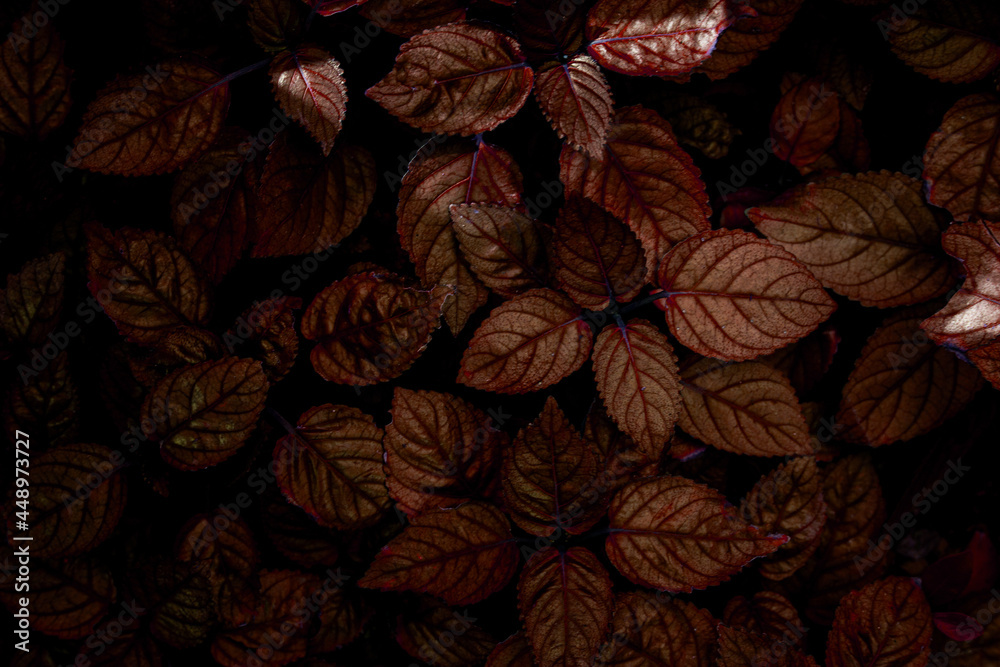 abstract red leaf texture, closeup nature view of leaves background.