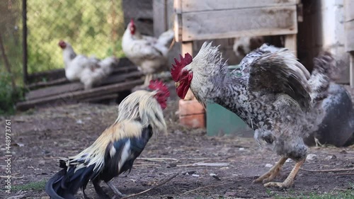 cocks fight small and big photo
