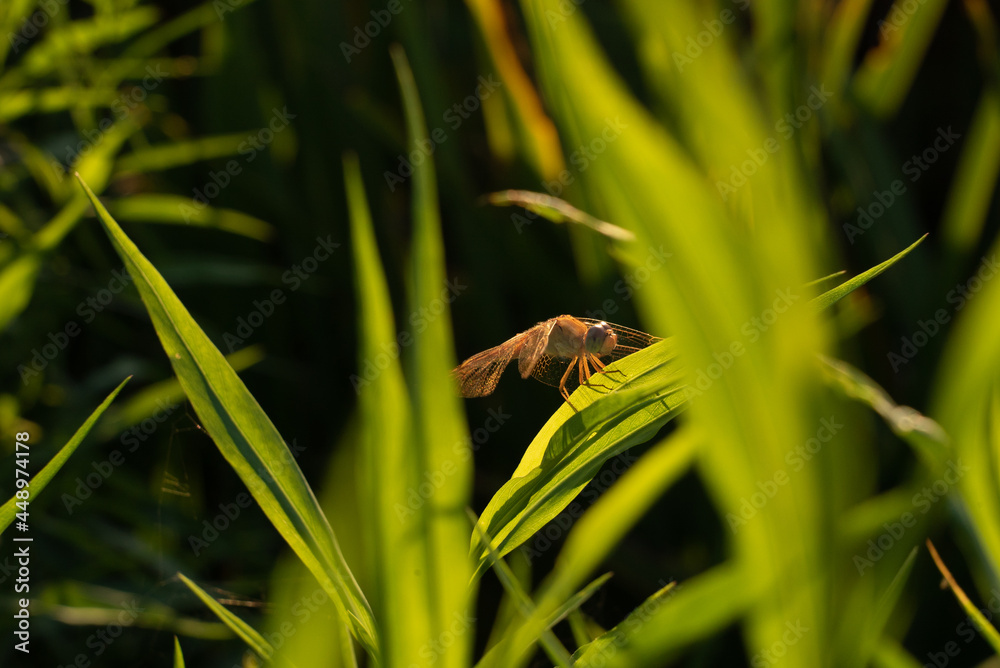 Dragonfly Dragonfly