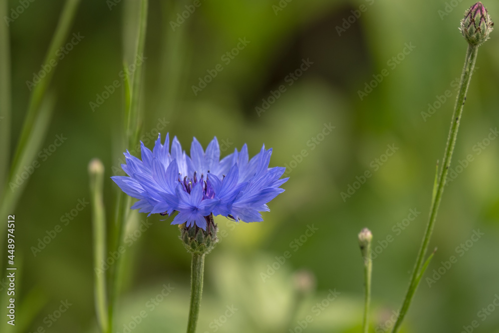 Close up of a cornflower in bloom Close up of a cornflower in bloom