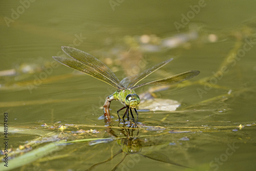 Emperor dragonfly, Anax imperator, female photo