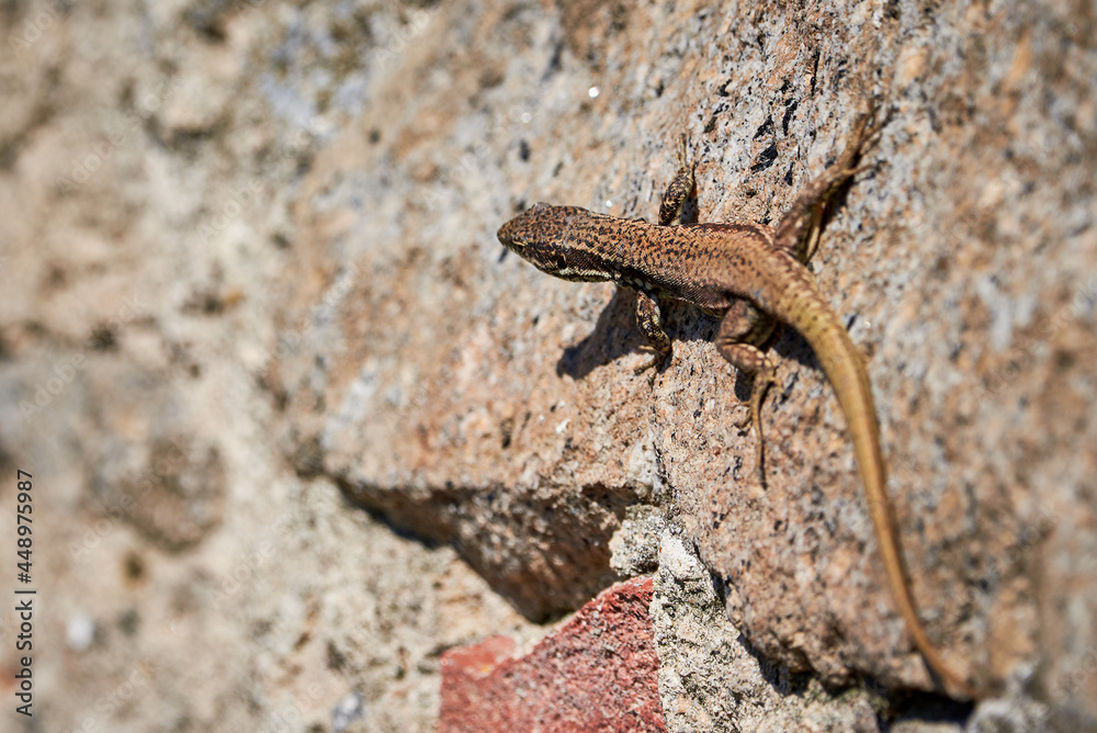Common wall lizard sunbathing on a rock in the morning (Podarcis Muralis) Common wall lizard sunbathing on a rock in the morning (Podarcis Muralis)