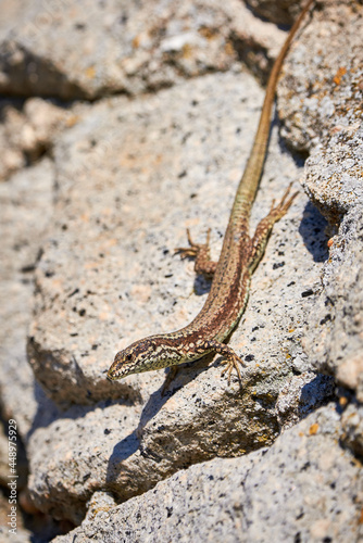 Common wall lizard sunbathing on a rock in the morning (Podarcis Muralis)	