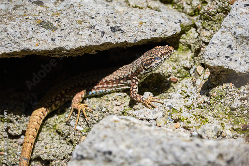 Common wall lizard sunbathing on a rock in the morning  Podarcis Muralis  