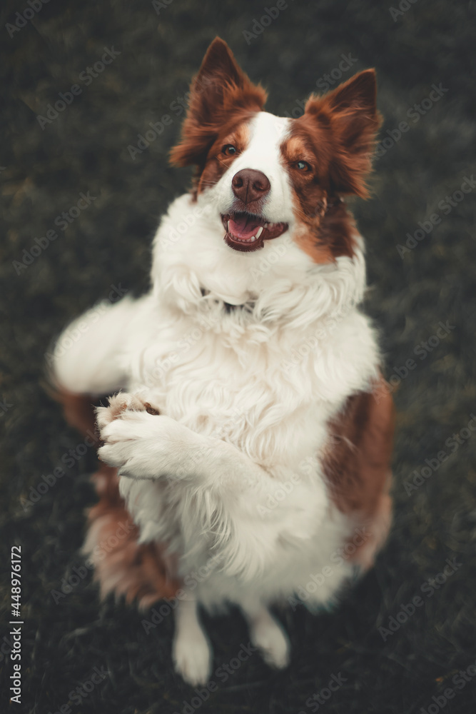 portrait of a dog doing tricks, border collie