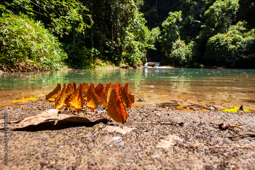 Butterflies in it's nautral habitat and ecosystem in Bantimurung National Park, a tourist destination in Maros, South Sulawesi, Indonesia  photo