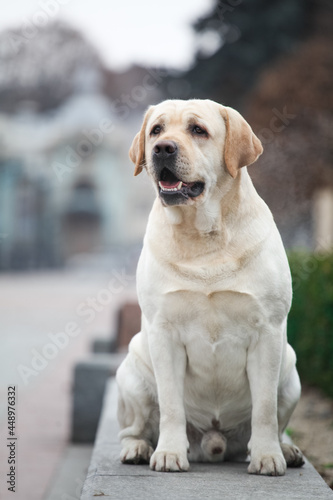  Beautiful labrador retriever in the park