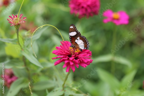 butterfly on flower in the garden 