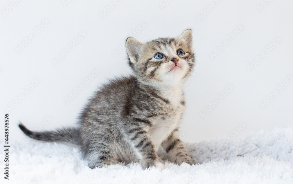 Little kitten on white background