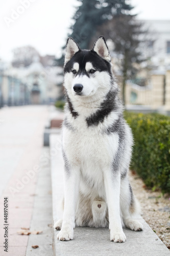 Black and white siberian husky © Ilona Didkovska