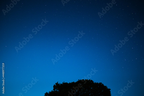 Night sky looking to the north above an old oak tree