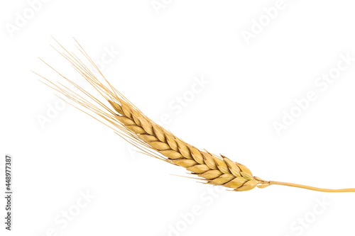 Ripe ear of golden wheat isolated on white background. Agricultural harvest. Raw materials for bakery products. Design element.