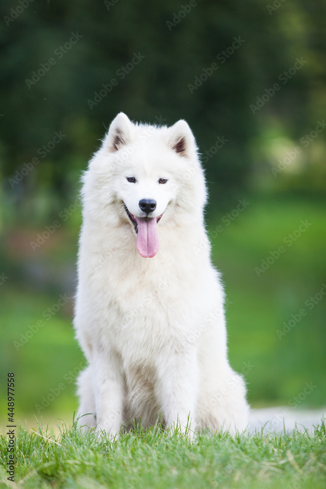 Obraz premium Samoyed is a very beautiful dog