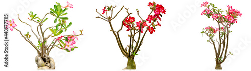 Adenium obesum flower collections isolated on white background. File contains with clipping path so easy to work.