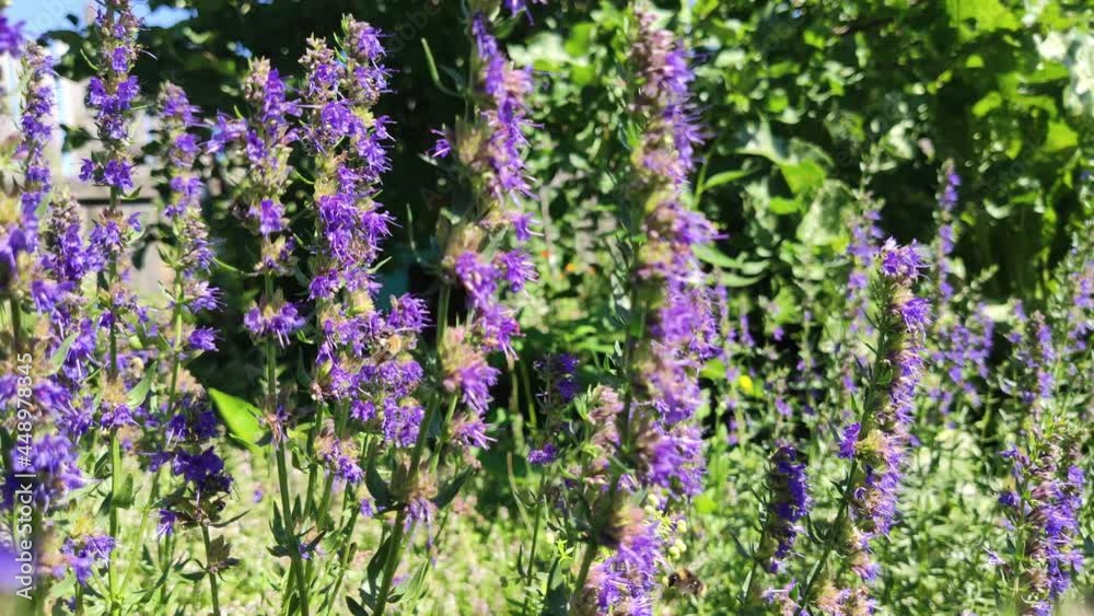 Bees pollinate plants. Purple flowers in the garden. Bees pollinate plants. Purple flowers in the garden.
