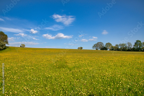 Blue Skies and Buttercups