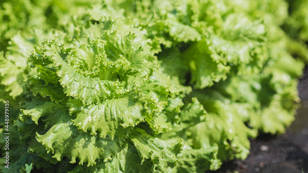 Lettuce plant grows in the vegetable garden in the village Lettuce plant grows in the vegetable garden in the village