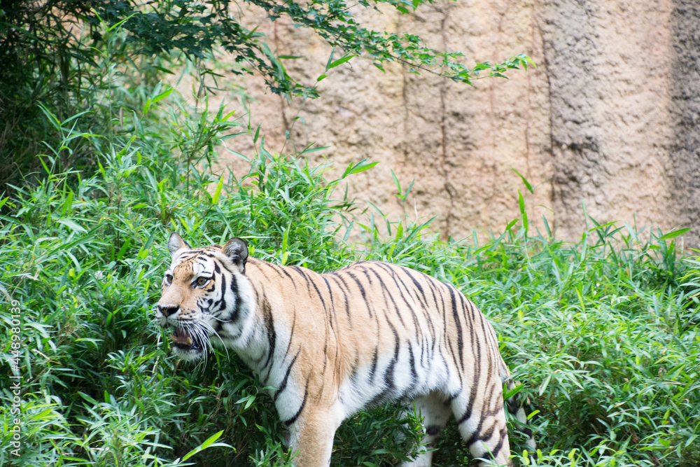 Obraz premium アムールトラ