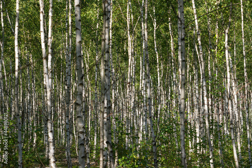 Tekstura utworzona przez cienkie, białe pnie młodych drzew w zagajniku brzozowym.
