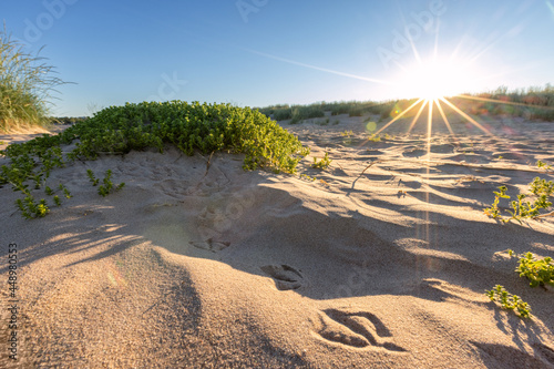 Fototapeta Naklejka Na Ścianę i Meble -  Bird footprint in the sand on the beach, Yyteri
