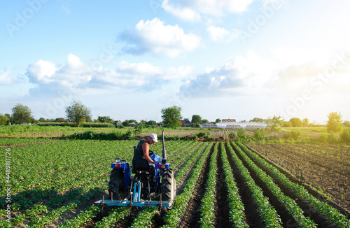 Farmer plows the field on a tractor. Tucking soil, burying weeds and improving flow of air and water into soil. Cultivation of a potato plantation. Loosening between bushes rows. Farm machinery.