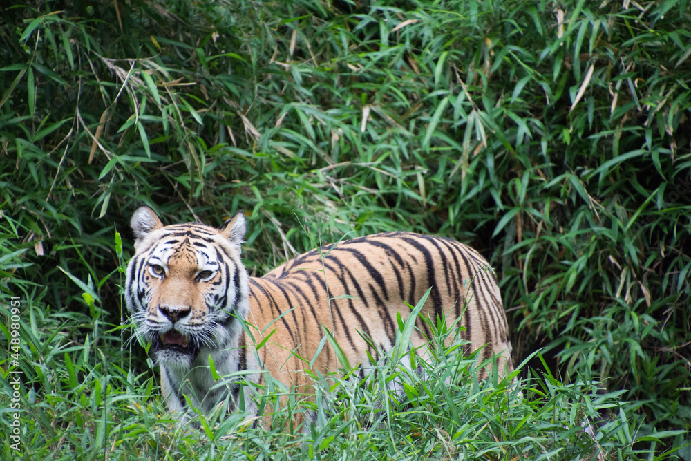 Obraz premium アムールトラ