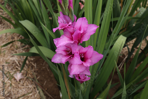 Beautiful natural gladiolus flower in the garden