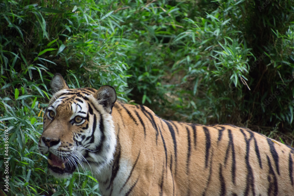 Obraz premium アムールトラ