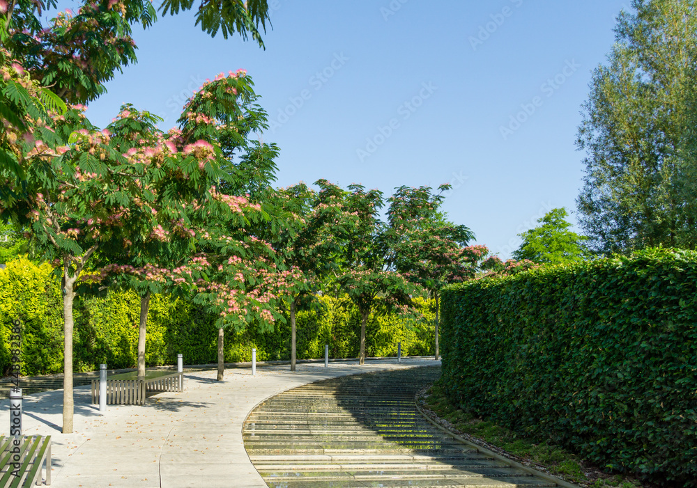 Pink flowers of Persian silk tree (Albizia julibrissin or Japanese acacia) blossom among cascading artificial 'Swift river' with evergreen hedge. City public landscaped park Krasnodar or 'Galitsky'