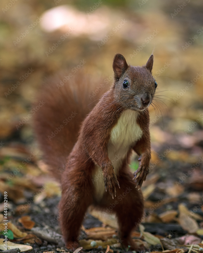 squirrel in the woods