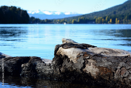 wooden log in the water, with lake and mountains in the background