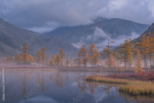 Yellow larch trees on a misty autumn morning on a mountain lake