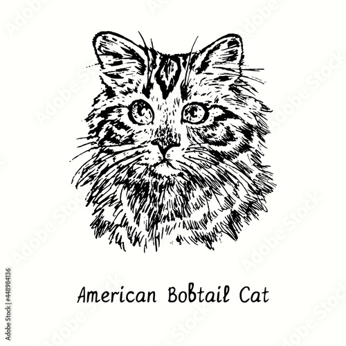 Quadro su tela American Bobtail Cat face portrait