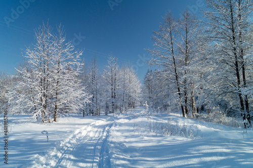 Ski track in the winter forest against the blue sky