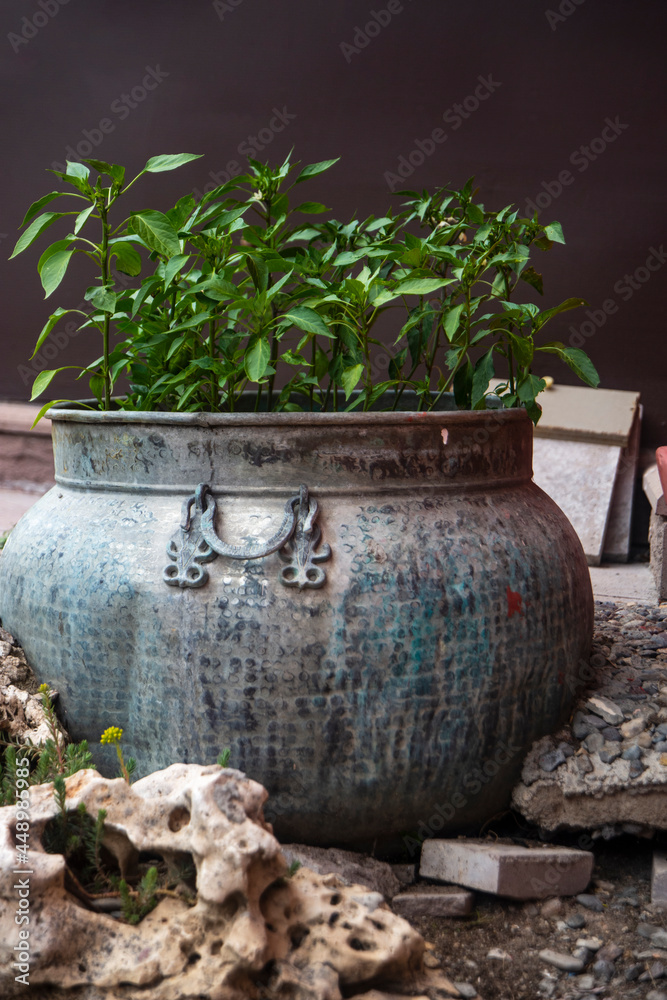 Pepper seedlings grown in a fairly old metal pot. garden decoration